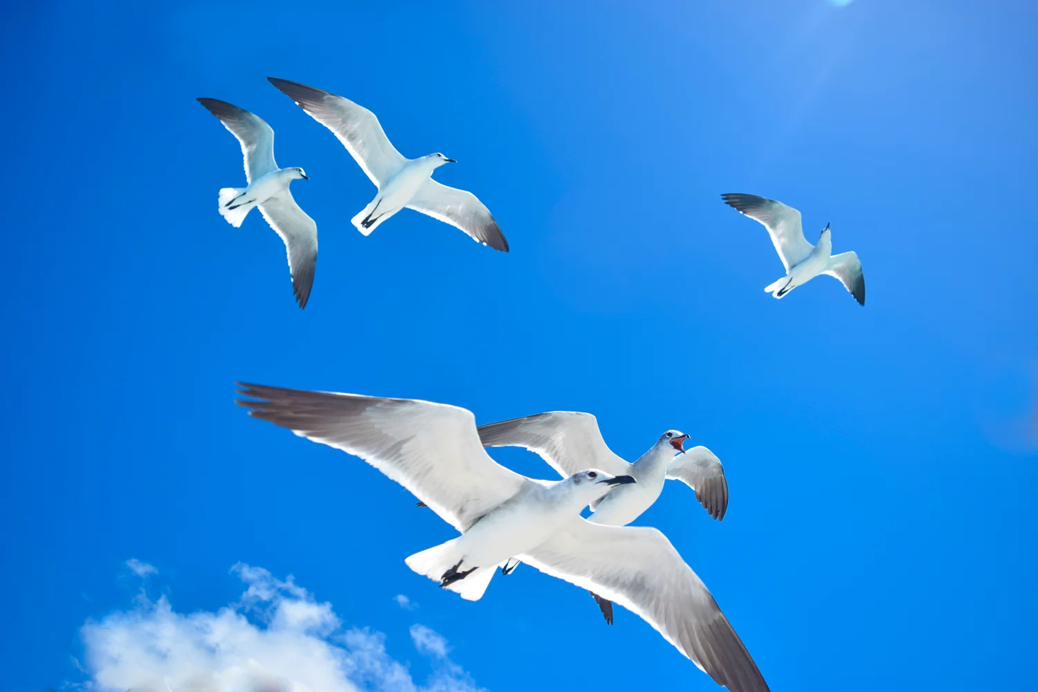 Isla Saona desde Bayahibe: playa y catamaran 4