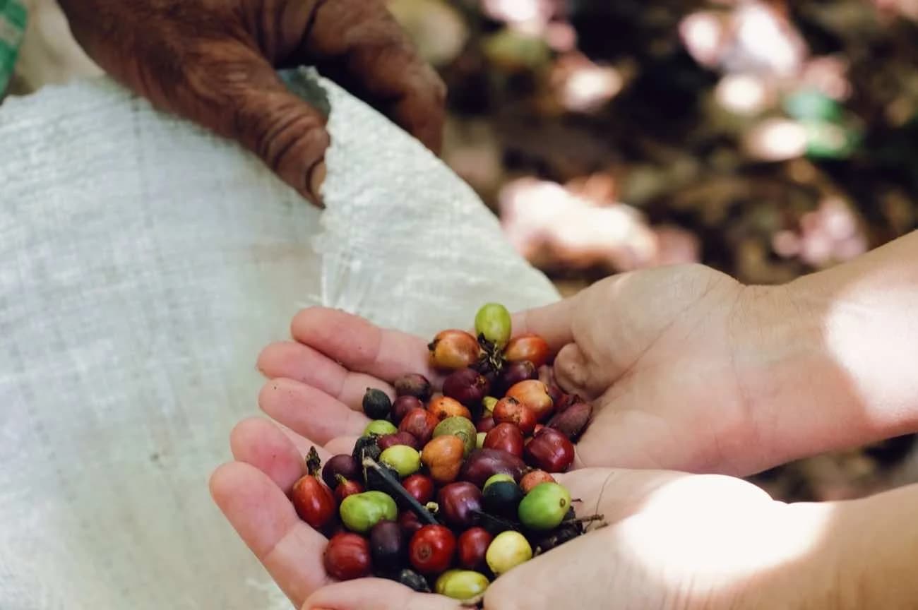 Safari cultural desde Punta Cana: campo y degustaciones 4