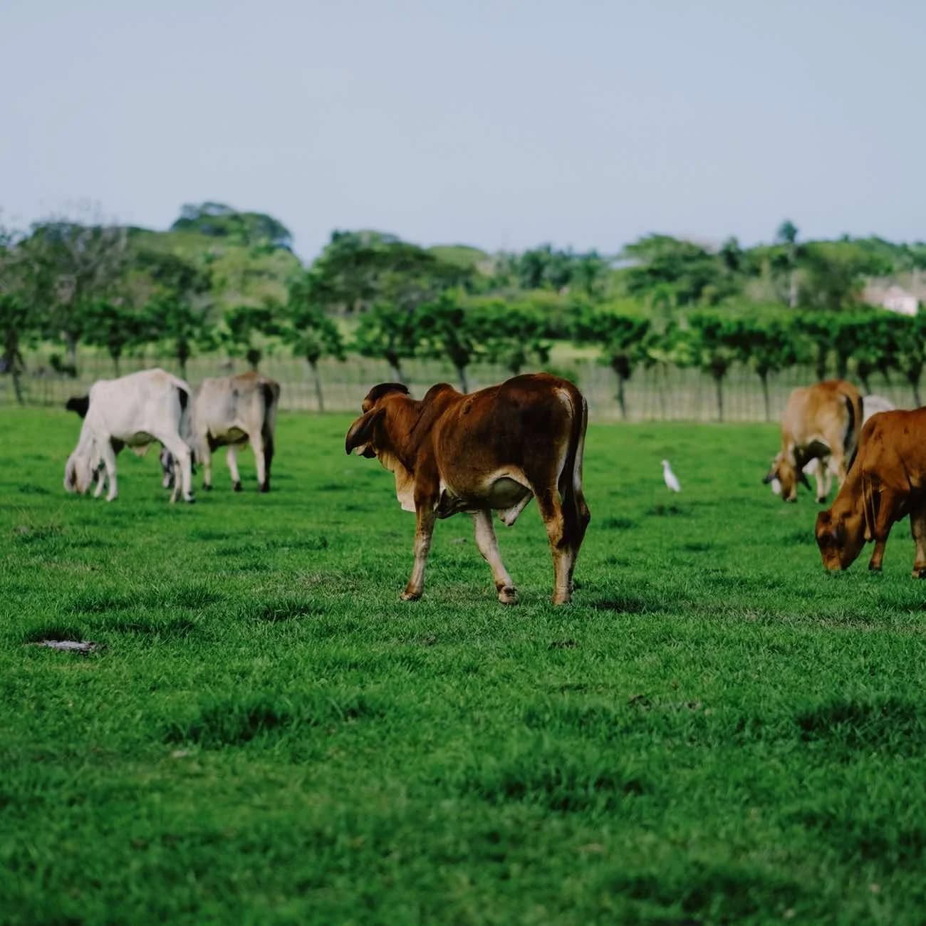 Safari cultural desde Punta Cana: campo y degustaciones 5